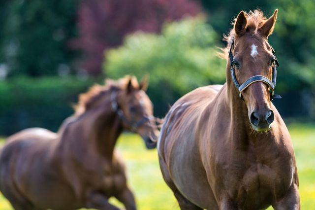 The Private Tour of the Irish National Stud
