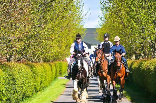 Cattle Herding on Horseback at Abbeyfield Farm